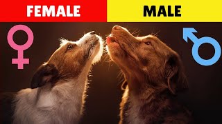 Male Dogs vs Female Dogs Amazing Differences That Will Surprise You [upl. by Aihsetan]