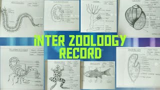 inter zoology record book  how  in detail [upl. by Atekram]