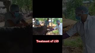 Injection in Cattle  Treatment of LSD [upl. by Lrae]