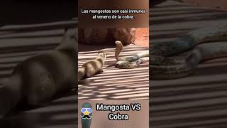 Mangosta VS Cobra ¿Sabes quien gana [upl. by Auhsohey]