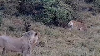 Lioness protecting her last cub against male lion [upl. by Adia]