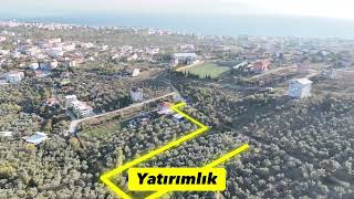 YATIRIMLIK 2846 M2 ZEYTİNLİĞİMİZ 🌸 [upl. by Krisha]