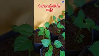 එන්න නයි මිරිස් හදමු [upl. by Sucirdor897]