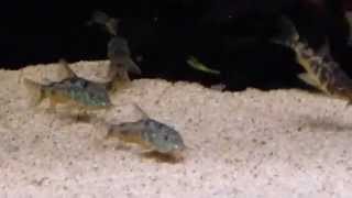 Corydoras paleatus wild  Aquahuis Import ZA [upl. by Ambrosi]