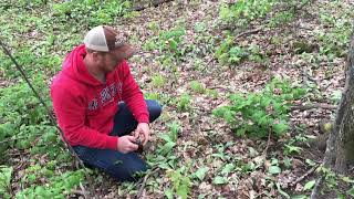 How to Find Morel Mushrooms [upl. by Amasa]