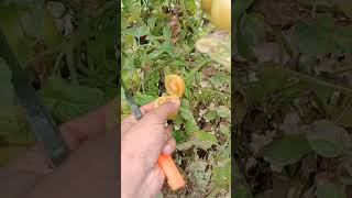 Harvest vegetables Farming fresh Fruit tomatoharvest viralshorts garden satisfying youtube [upl. by Htinek227]