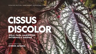 CISSUS DISCOLOR  Ideal para AMBIENTES INTERNOS e JARDINS [upl. by Kerekes]