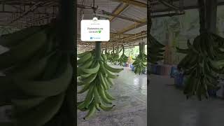 PLATANEROS DE CORAZÓN  AGRICORP SAS agricultura urabá agroexportacion plátanocolombiano [upl. by Agace]