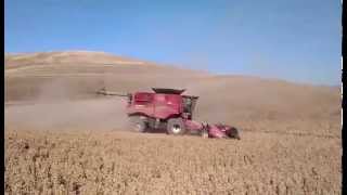 2015 Palouse Brand Garbanzo Bean Harvest [upl. by Anemolif]