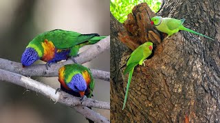 Parrot Talking  Mitthu Mitthubirdsyoutube nature [upl. by Greenman144]