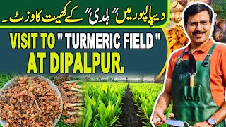 Visit to quotTURMERIC FIELDquot at Dipalpur  Gardening With Javed Iqbal [upl. by Elysia]