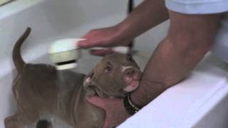 How to Get Rid of Fleas on a Puppys Head  Your New Puppy [upl. by Bernadina]