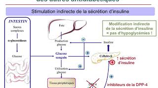 Pharmacologie AntidiabétiquesCours commenté [upl. by Ellehsyt]