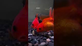 GOLDFISCH AQUARIUM FİSH FİSHTANK BEAUTIFUL FiSH 🔴🟠⚪️shortvideo goldfish goldfishaquarium fish [upl. by Piers]