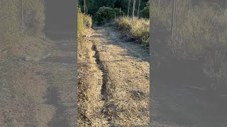 California man records extremely close encounter with mountain lion [upl. by Adriana]