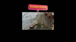 Big New Zealand Brown Trout on Softbait fishing catchandrelease [upl. by Dyson442]