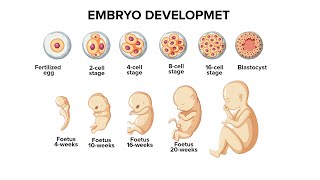 Periods of Embryology development Pre embryonic Embryonic and Foetal period [upl. by Ocisnarf965]