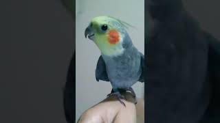 ❤️ Calopsita cantando feliz calopisita cockatiel natureza cantodecalopsita aves passaros pets [upl. by Alurta]