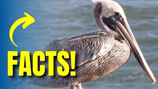 Untangling the Pelican Paradox A Wildlife Wonder Unleashed [upl. by Lavery99]