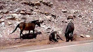 Wild Horses in Montana [upl. by Clareta]