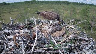 1272024  3  Tuulos tuo kalan pitkän tauon jälkeen ja kovan huudon päätteeksi [upl. by Hgierb273]