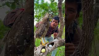 Wonderful to see the gray eaglebird wildlife love eggs beautiful eagle [upl. by Poul]