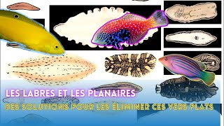 Les Labres comment les utiliser pour neutraliser les planaires de votre aquarium récifal [upl. by Aihsenek167]