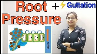 DG Pathshala Root Pressure Guttation Absorption by Roots Topic for Class10 ICSE Biology [upl. by Artina]