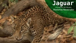 Jaguar en Marismas Nacionales Nayarit [upl. by Yanal]