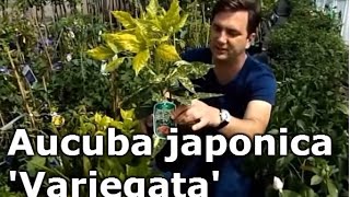 Aucuba japonica Variegata  Előnevelt Tarkalevelű babérsom [upl. by Ries454]