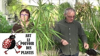 Conseils jardinage Dracaena marginata Entretien et arrosage plante verte dintérieur [upl. by Yboc630]