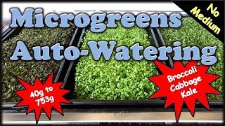 How to Grow Microgreens NFT Style AutoWatering amp No Medium [upl. by Caldwell]