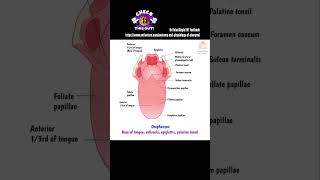 Anatomy of Pharynx  Read more Link in description  Dr Rahul Bagla Teaching ENT [upl. by Yrrat]