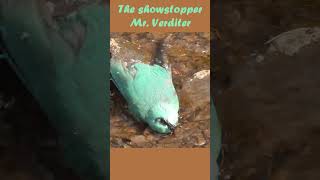 The stunning verditer flycatcher bathing in the valley stream [upl. by Hahnert]