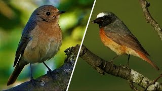 Common REDSTART ♫ Singing amp Calling ♫ [upl. by Lehman159]