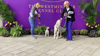 Westminster Kennel Club dog show 2024 Masters Obedience Championship [upl. by Ilil]