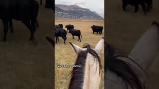 Follow along to watch the fall gather with us on the ranch [upl. by Ahsenrad48]