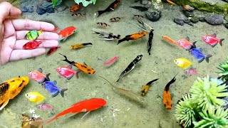 Cute Animals ornamental fish koi fish Koki fish catfish betta fish Aligator Animals Videos [upl. by Eisdnil184]