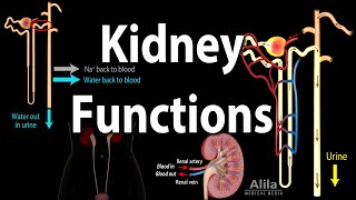 Kidney Homeostatic Functions Animation [upl. by Thury867]