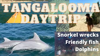 Tangalooma Day Trip Snorkeling wrecks friendly fish and dolphins [upl. by Aehtorod]