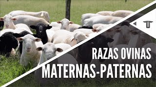 Razas ovinas maternas y paternas [upl. by Gagnon]