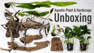 Aquatic Plant amp Hardscape Unboxing from H2O Plants [upl. by Zared]