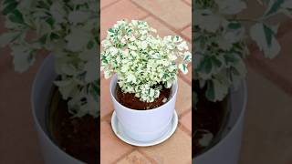 How to grow Aralia plant fastergarden indoorplants [upl. by Yatnuahc39]