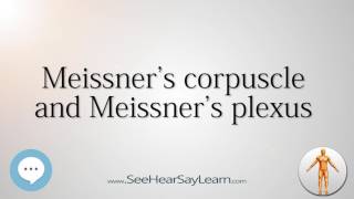 Meissners corpuscle and Meissners plexus Anatomy Named After People 🔊 [upl. by Ytisahc176]