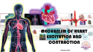 Mechanism of Heart Excitation and Contraction  SinoAtrial Node  AV Node  Biology Class 11 [upl. by Esiole661]