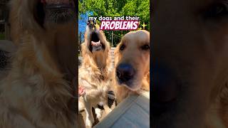 MY DOGS PROBLEMS 😱 dog dogs shorts fyp doghelp trending funny comedy bigdog golden [upl. by Andree122]