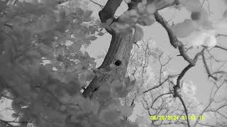 Noctule emergence 28th June 2024 filmed with Nightfox Whisker [upl. by Lamberto853]