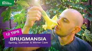 How to grow Brugmansia plants  Spring Summer amp Winter Tips [upl. by Nref]