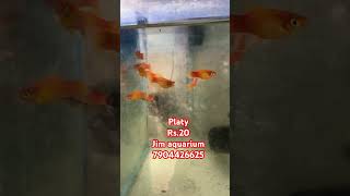 platy available aquariumshop platy redplaty balooplaty redbaloonplaty sunsetplaty [upl. by Sihtnyc]