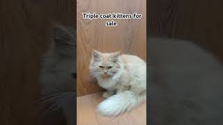 Triple coat kittens for sale beautiful kitten foryou viralvideo kitty [upl. by Nuahsal277]